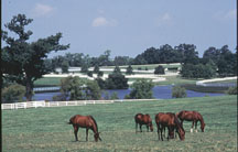 HorseFarm