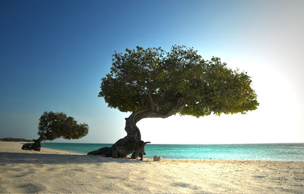 Divi trees on the beach