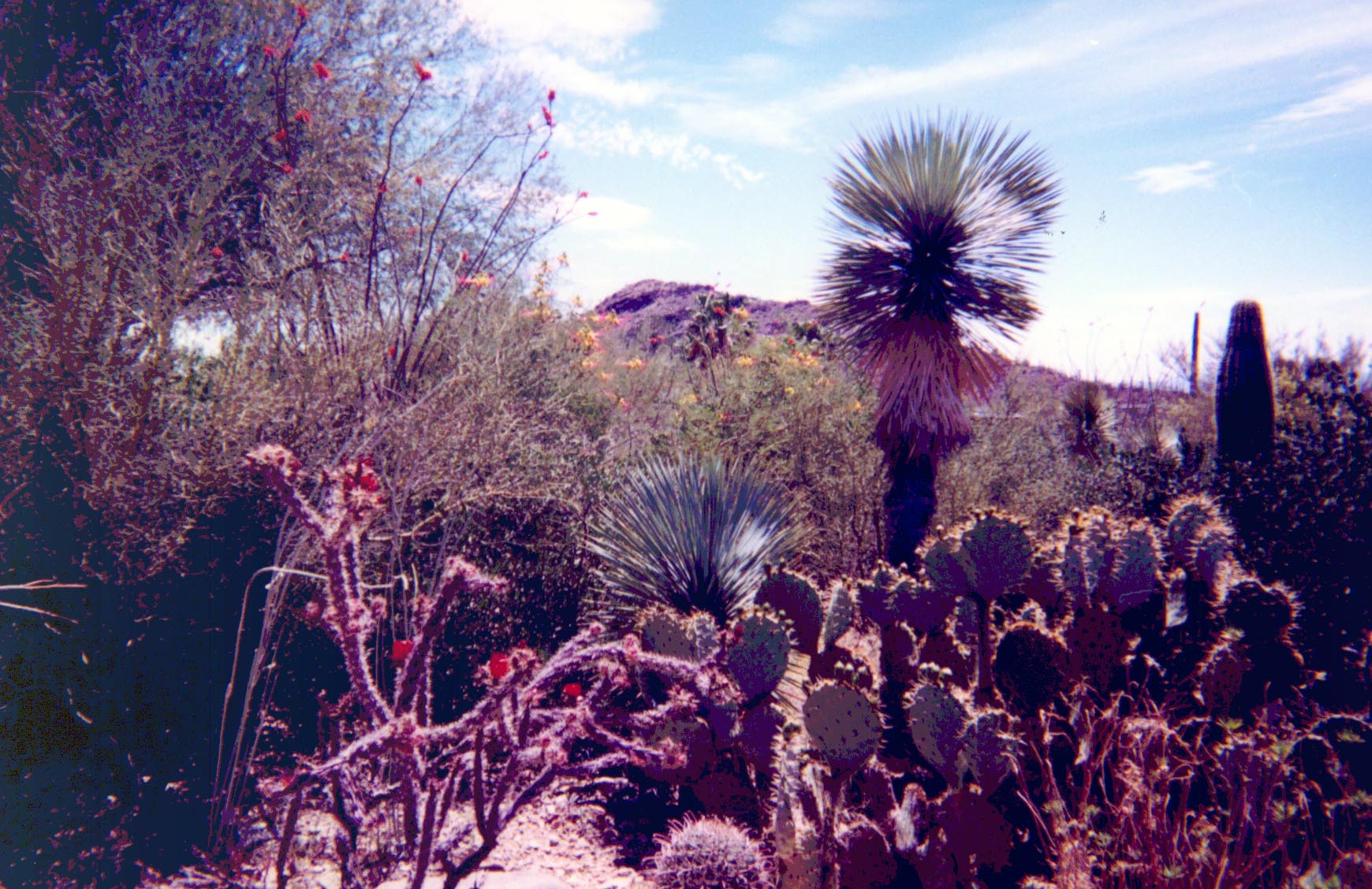 tucson_cactus